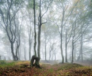Geheimnisvoller Wald im Nebel, bizarr verwachsene Buchen, Herbst, Erzgebirge, Tschechien Geheimnisvoller Wald im Nebel, bizarr verwachsene Buchen, Herbst, Erzgebirge, Tschechien